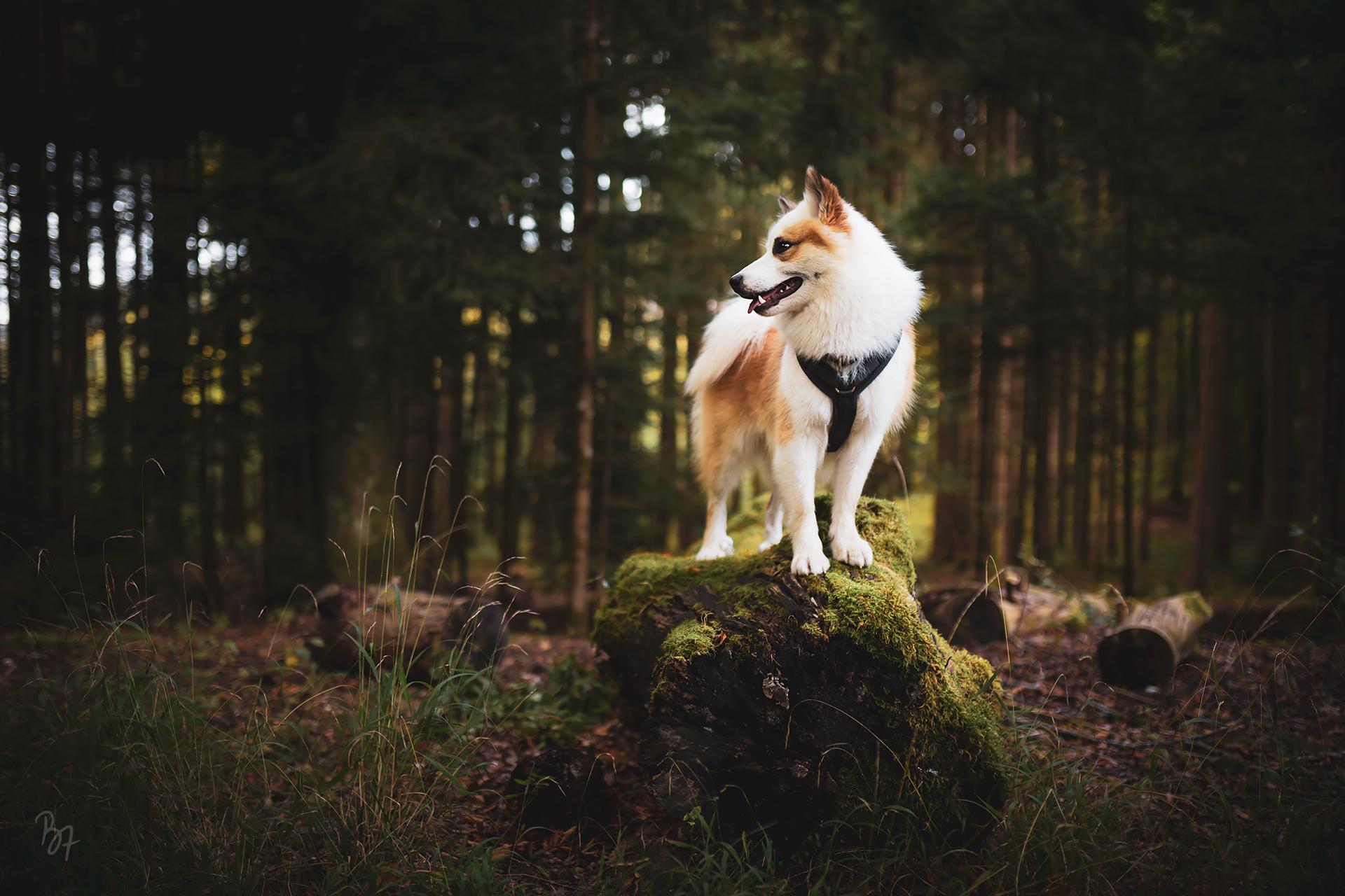 Foto von Islandhund Bolti auf einem bemoosten Baumstamm im Ebersberger Forst