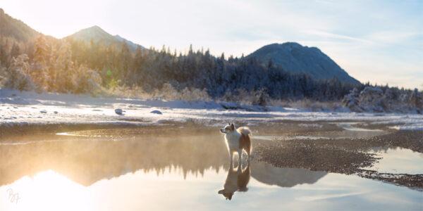 Foto von Islandhund Bolti im Wasser mit Bergkulisse