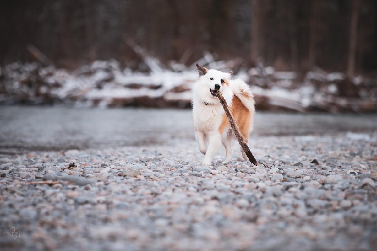 Foto von Islandhund Bolti an der Isar mit Stöckchen im Maul