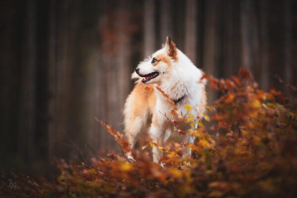 Fotografie von Islandhund Bolti in einem bunten Herbstwald