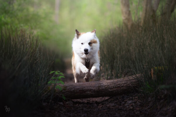 Islandhund Bolti springt über einen Baumstamm am Inn bei Rosenheim