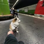 Islandhund Bolti in der Münchner U-Bahn