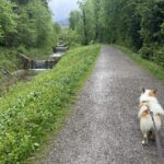 Islandhund Bolti am Kirchbach in Brannenburg