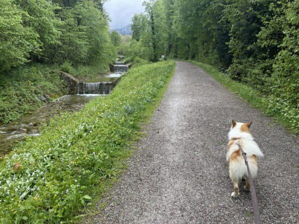 Islandhund Bolti am Kirchbach in Brannenburg