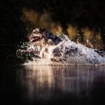 Mischlingshündin springt ins Wasser bei München