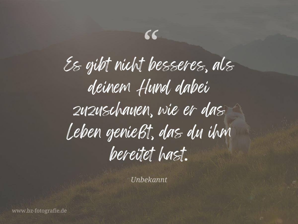 Zitat: Es gibt nichts besseres, als deinem Hund dabei zuzuschauen… (Unbekannt)