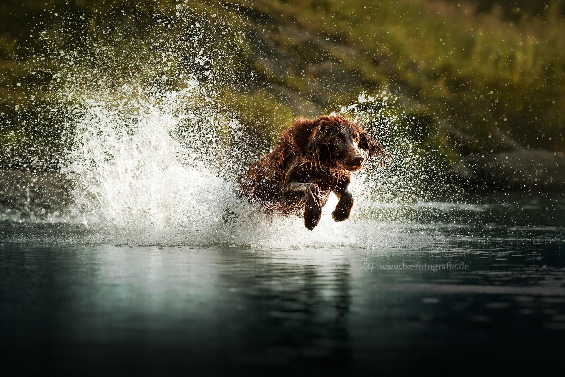 Fotografie einer Hündin, die ins Wasser springt