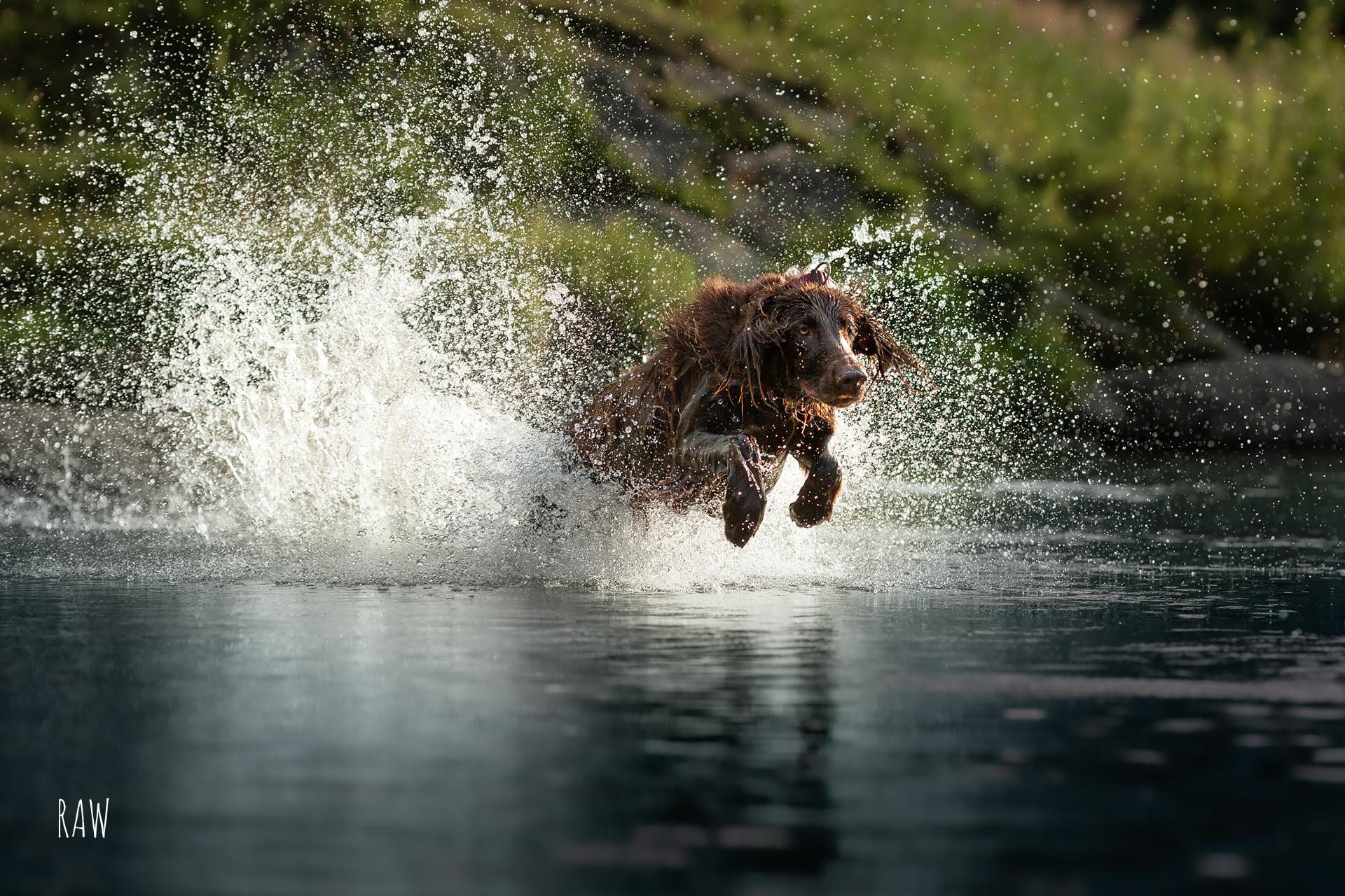 hundefoto-action-wasser-raw