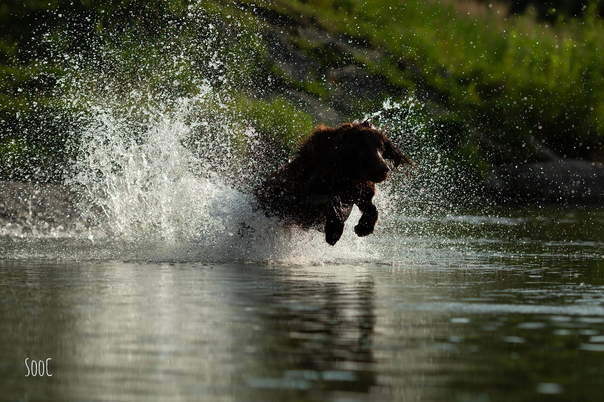 hundefoto-action-wasser-sooc