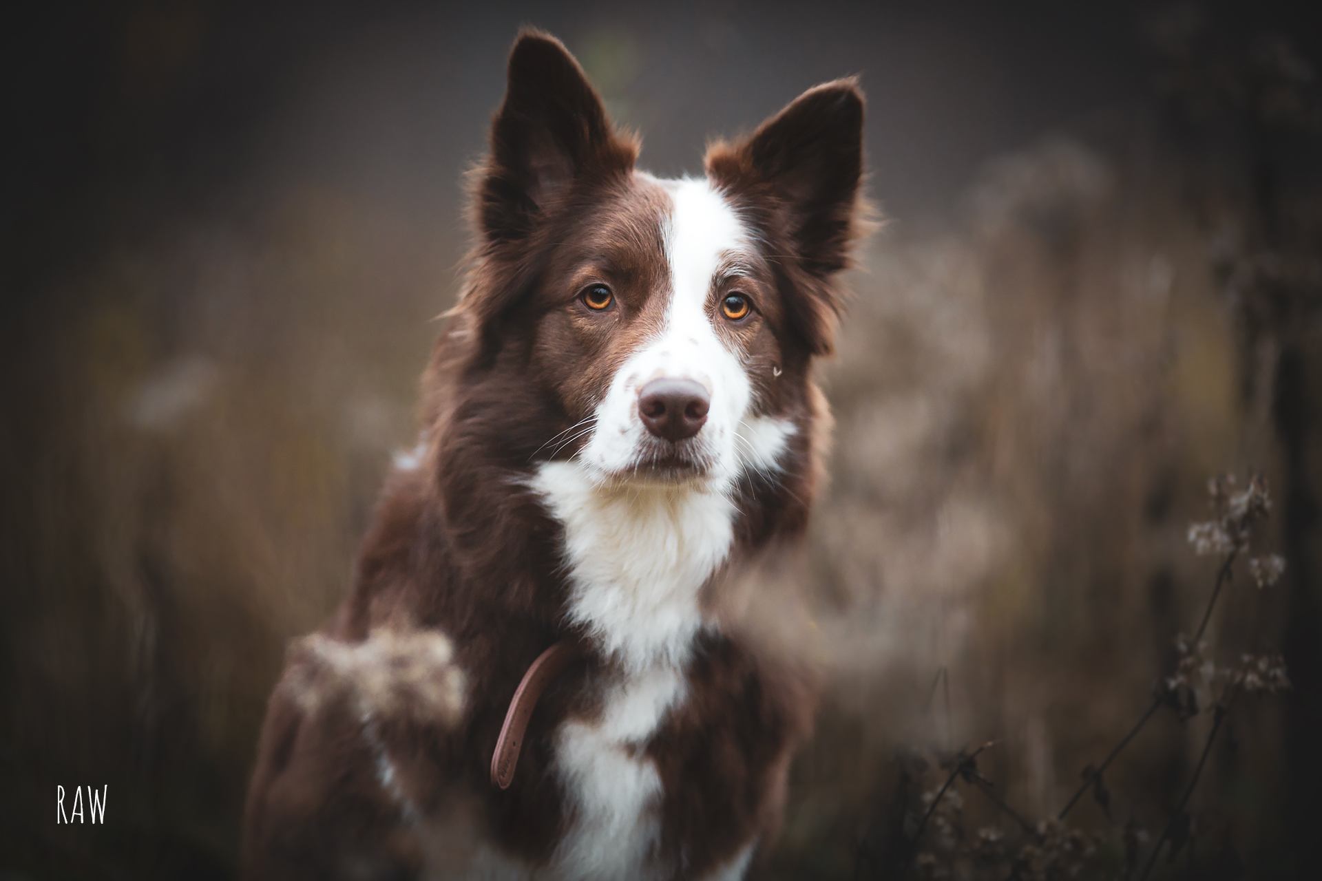 hundefoto-vorher-nachher-maya-raw