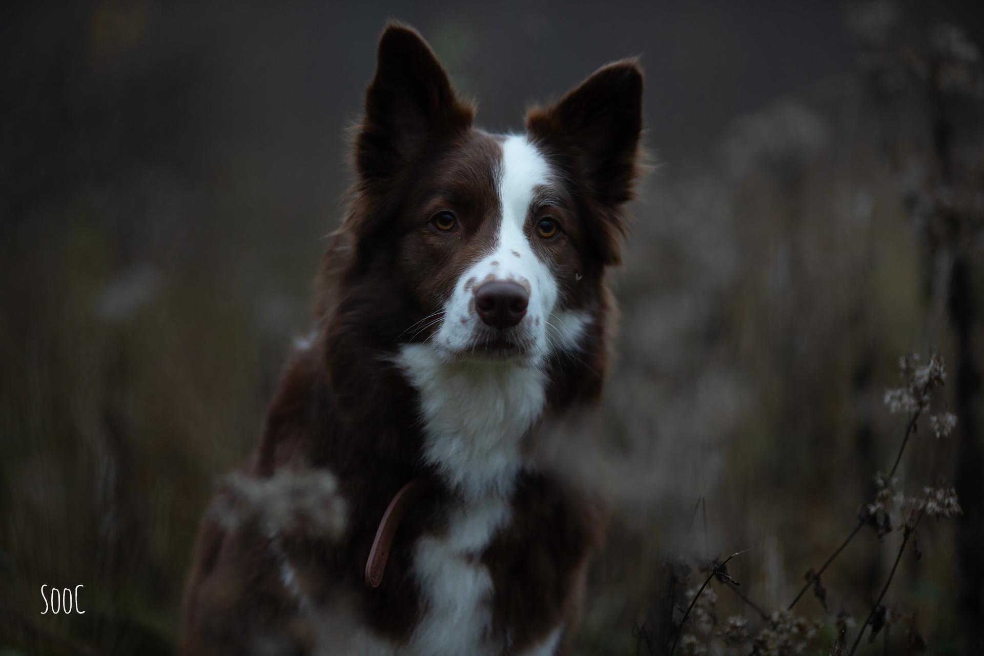 hundefoto-vorher-nachher-maya-sooc