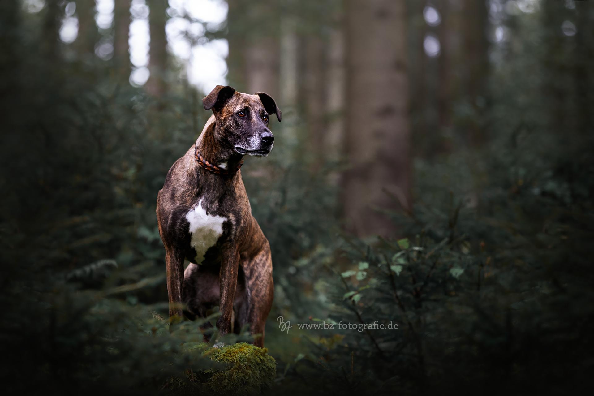 Fotografie einer Mischlingshündin im Wald