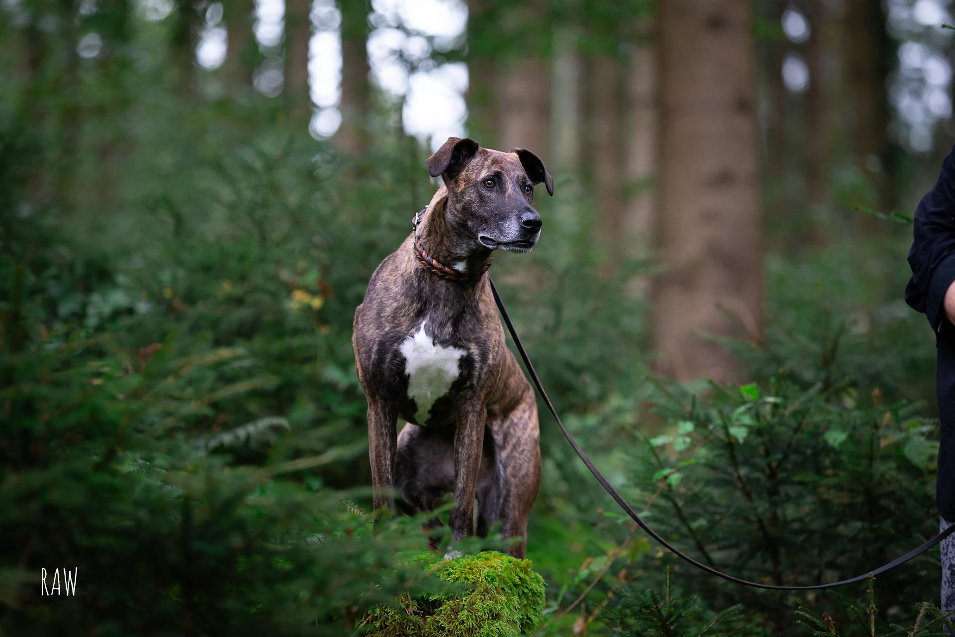 hundefoto-wald-assling-raw