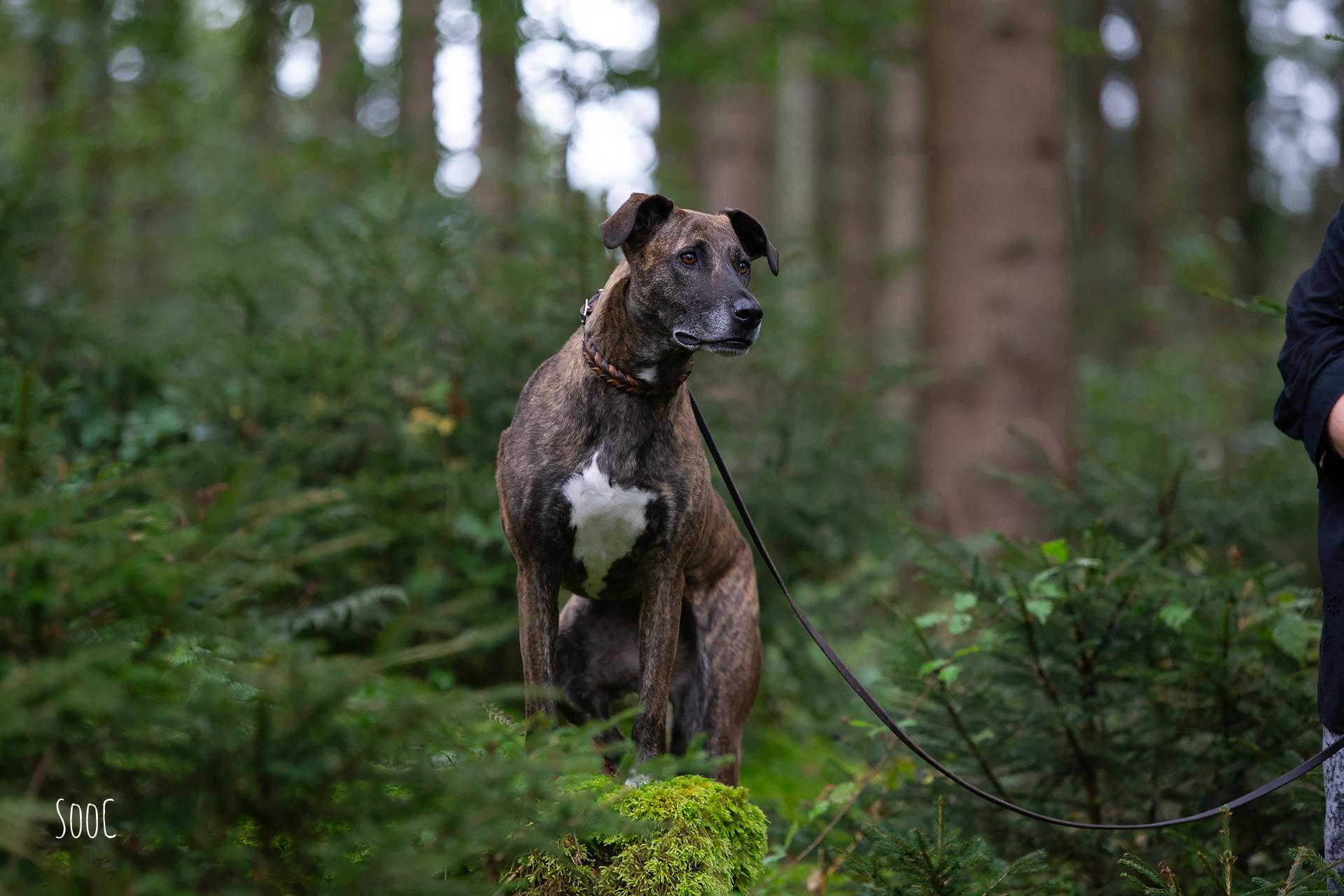 hundefoto-wald-assling-sooc