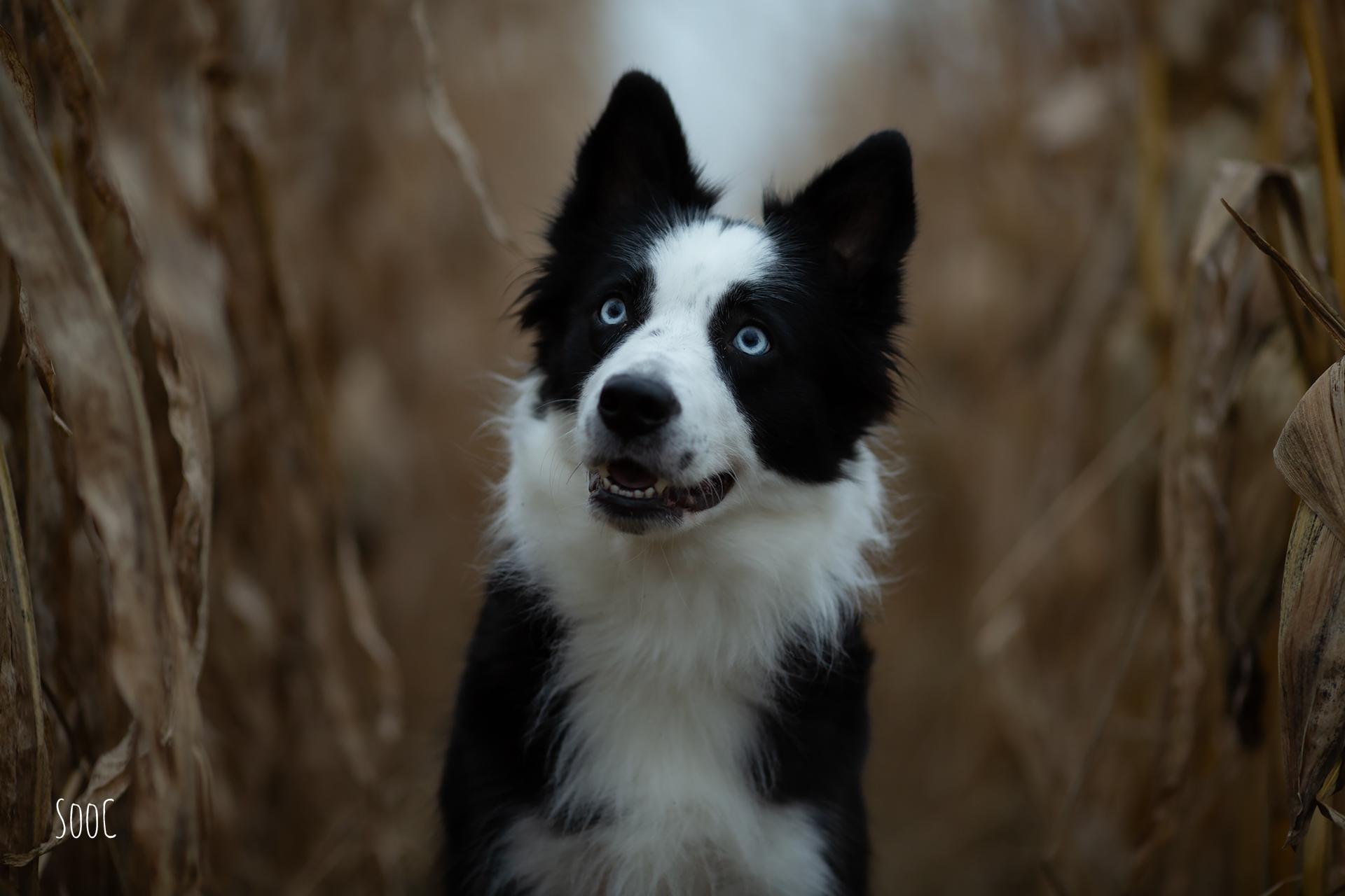 hundeportrait-minni-bc-assling-herbst-sooc