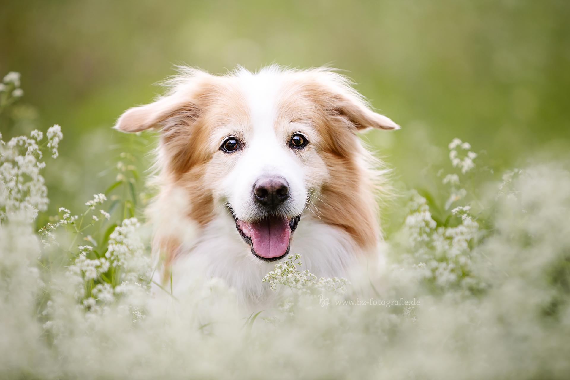 Hundefoto eines Border Collies in München