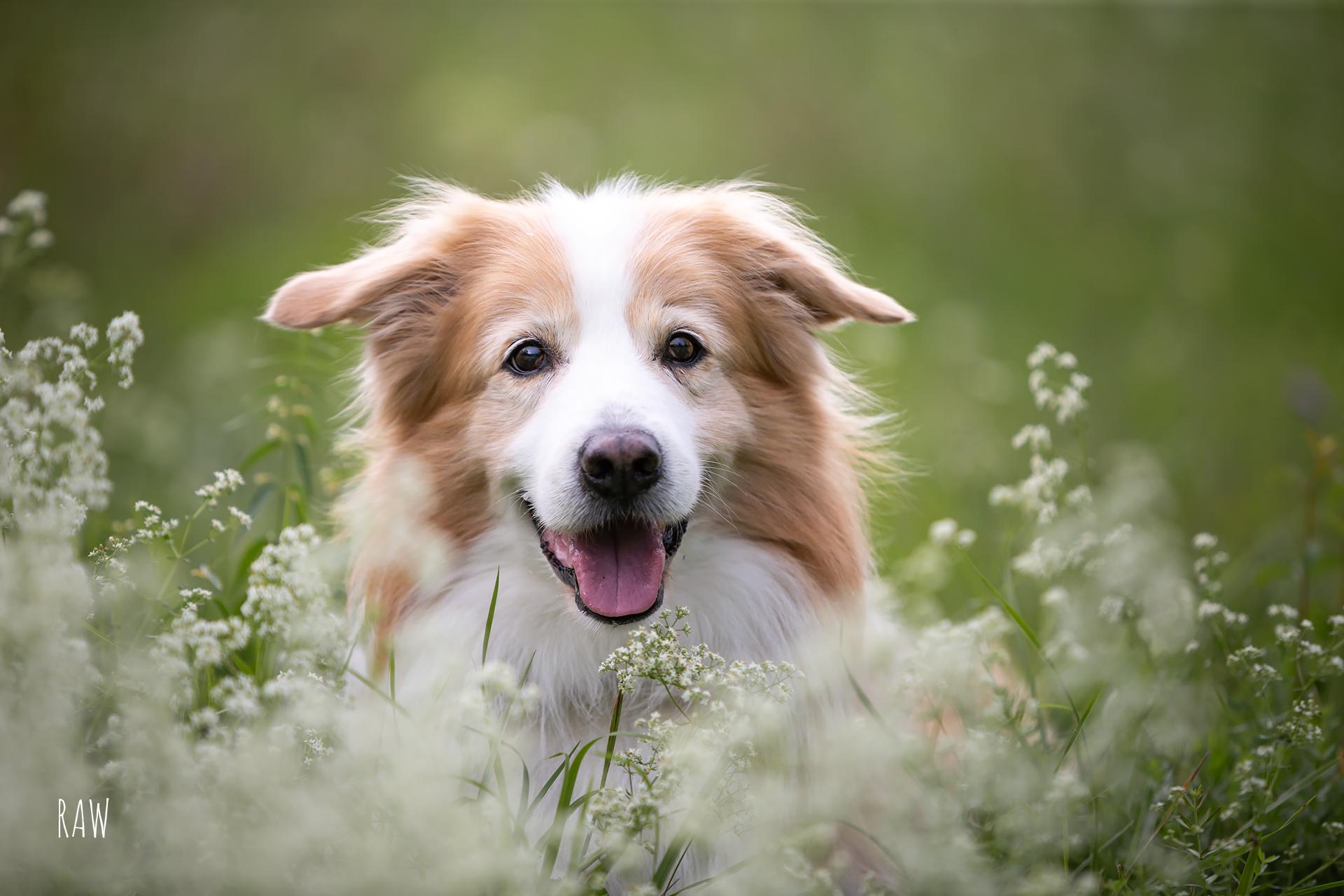 hundeportrait-muenchen-bc-raw