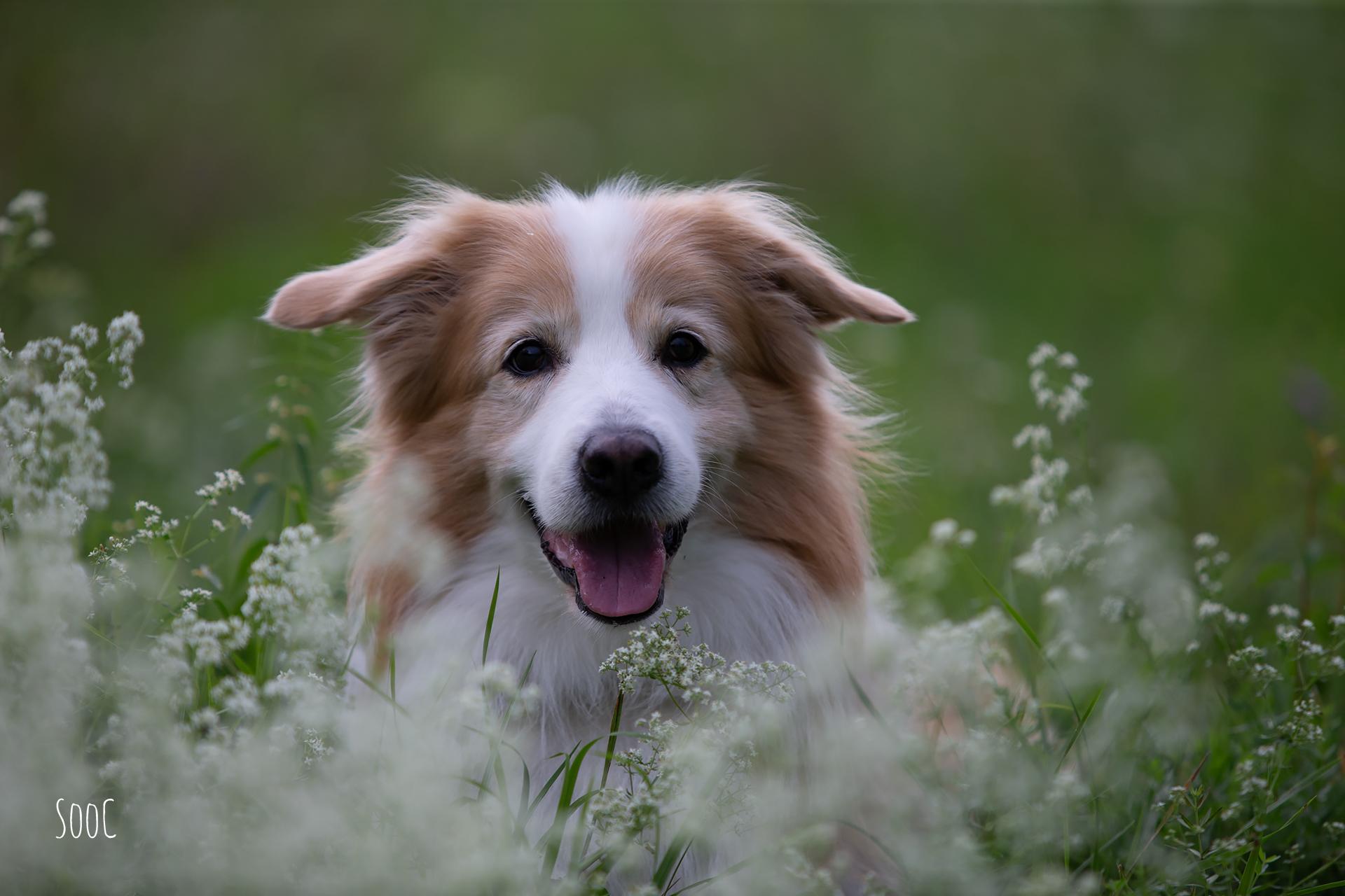 hundeportrait-muenchen-bc-sooc