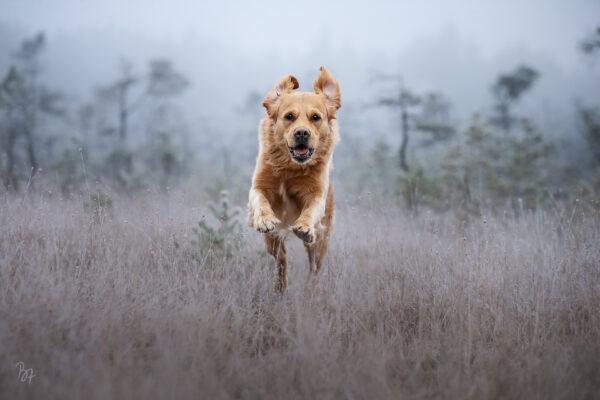 Actionfoto eines Golden Retriever Hundes im rauhreifbedeckten Filz bei Rosenheim