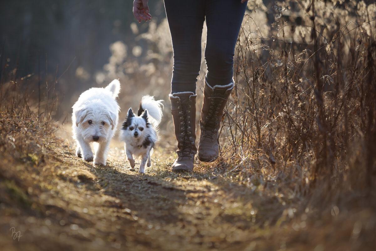 Zwei kleine Hunde und Frauchen laufen zusammen