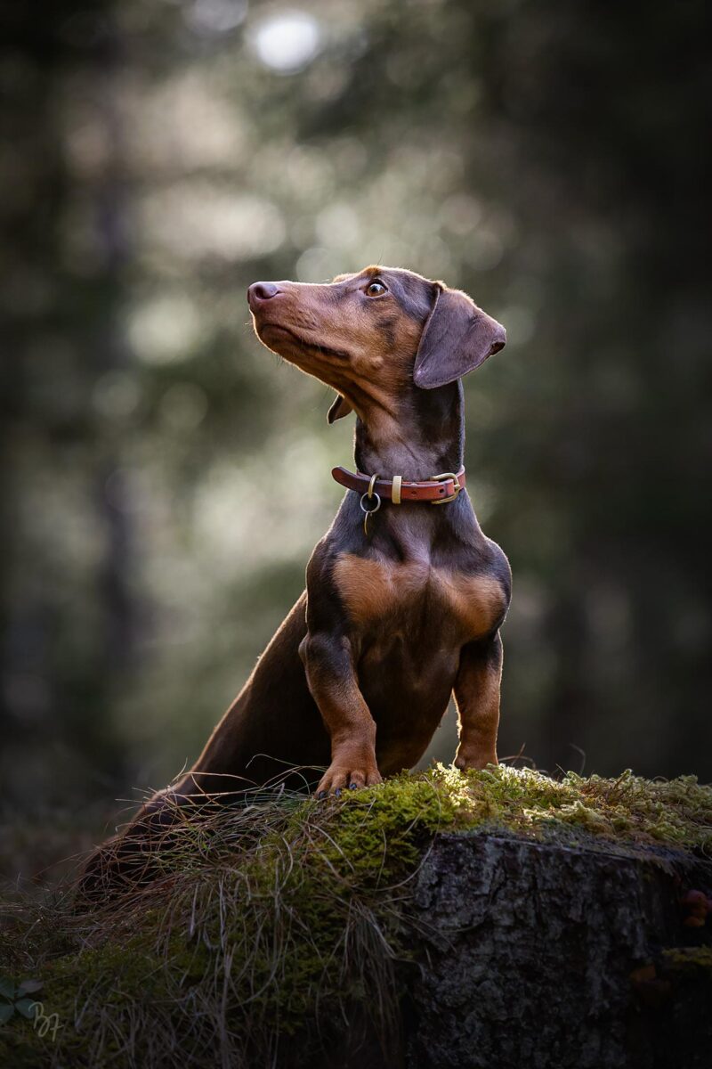 Foto einer Dackel-Hündin, die während ihrer Fotosession auf einem Baumstumpf im Wald posiert