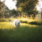 bolti-mangfall-rennen-wiese