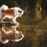 Paßt ein Islandhund zu mir? bolti-spiegelbild