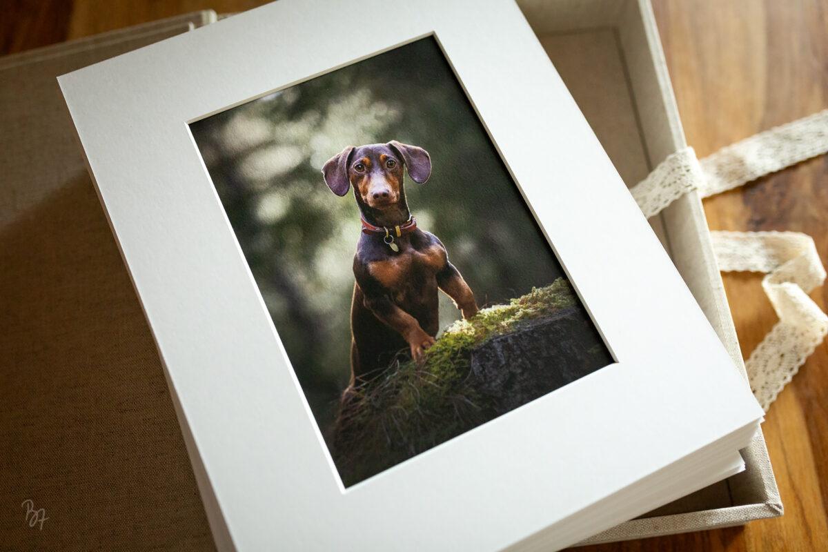 FineArt-Foliobox vom Hunde-Fotoshooting mit Dackel bei Rosenheim