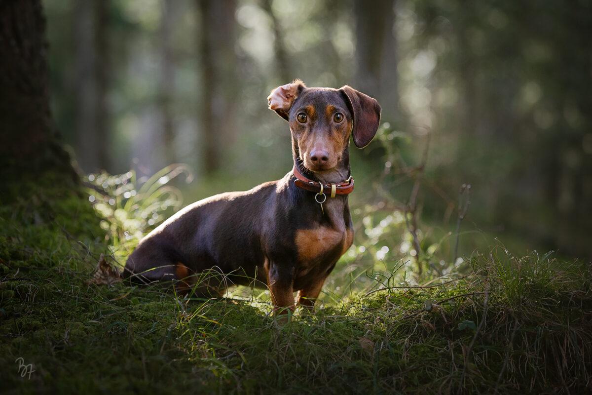 Hundeportrait von Dackel im Wald