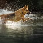 schaeferhund-wasser-rosenheim