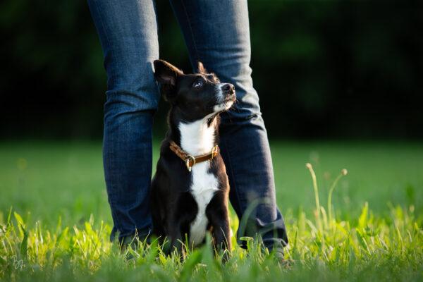 Portraitfoto eines schwarzen Hundes zweischen Frauchens Beinen