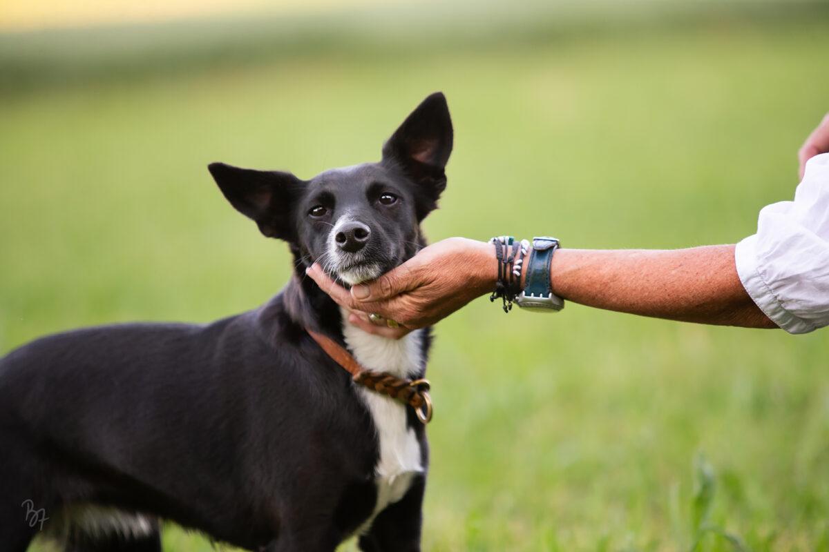 Portraitfoto eines Hundes mit Kopf auf Frauchens Hand