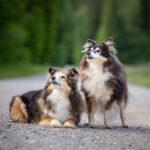 hunde-vater-sohn-fotosession-shelties-rosenheim-12