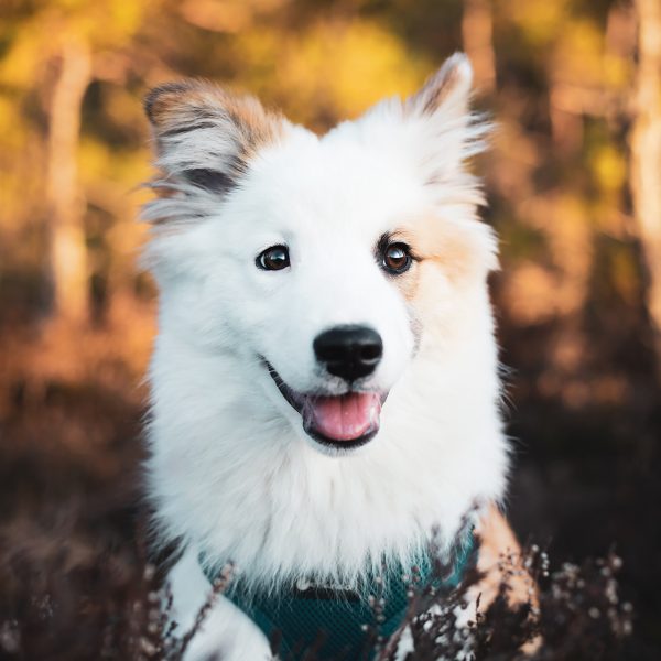 Islandhund Bolti sitzt lächelnd im Filz