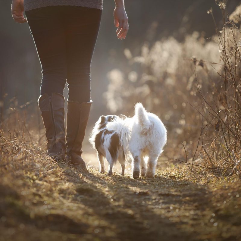 Rückansicht von zwei kleinen Hunden und Frauchen